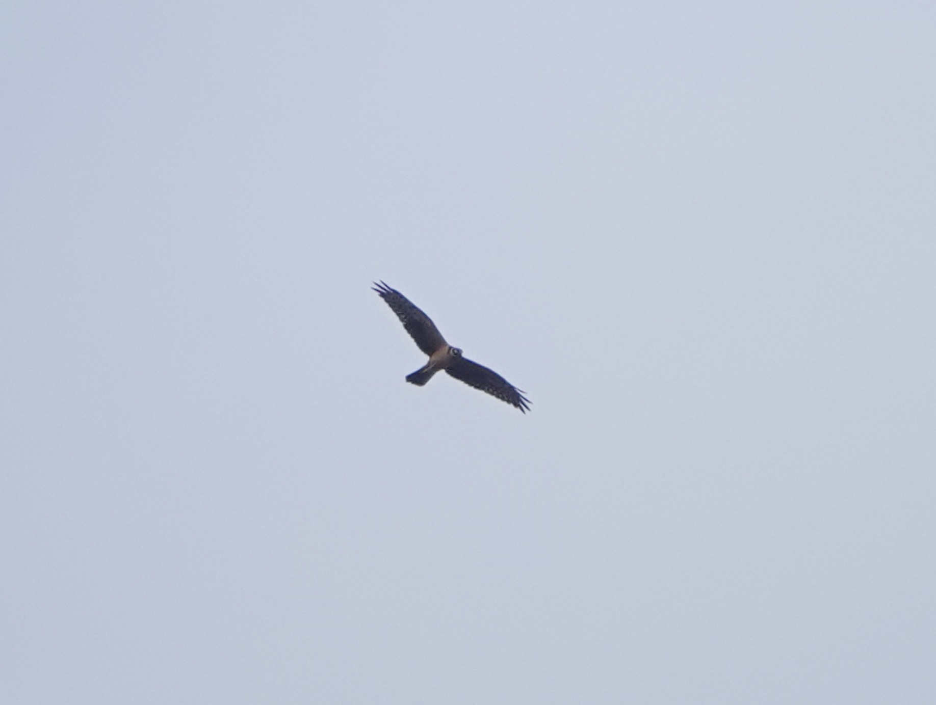 Pallid Harrier over the Quarries 19Oct2023 Tim Jones