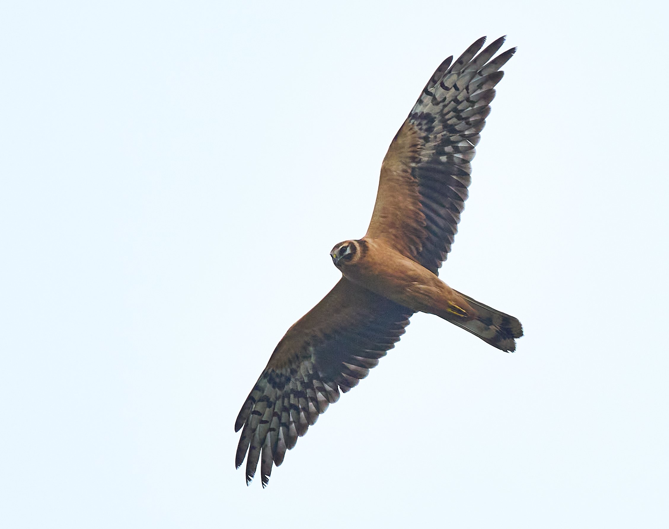 Pallid Harrier over upper Millcombe 19 Oct 2023 Eden Davies