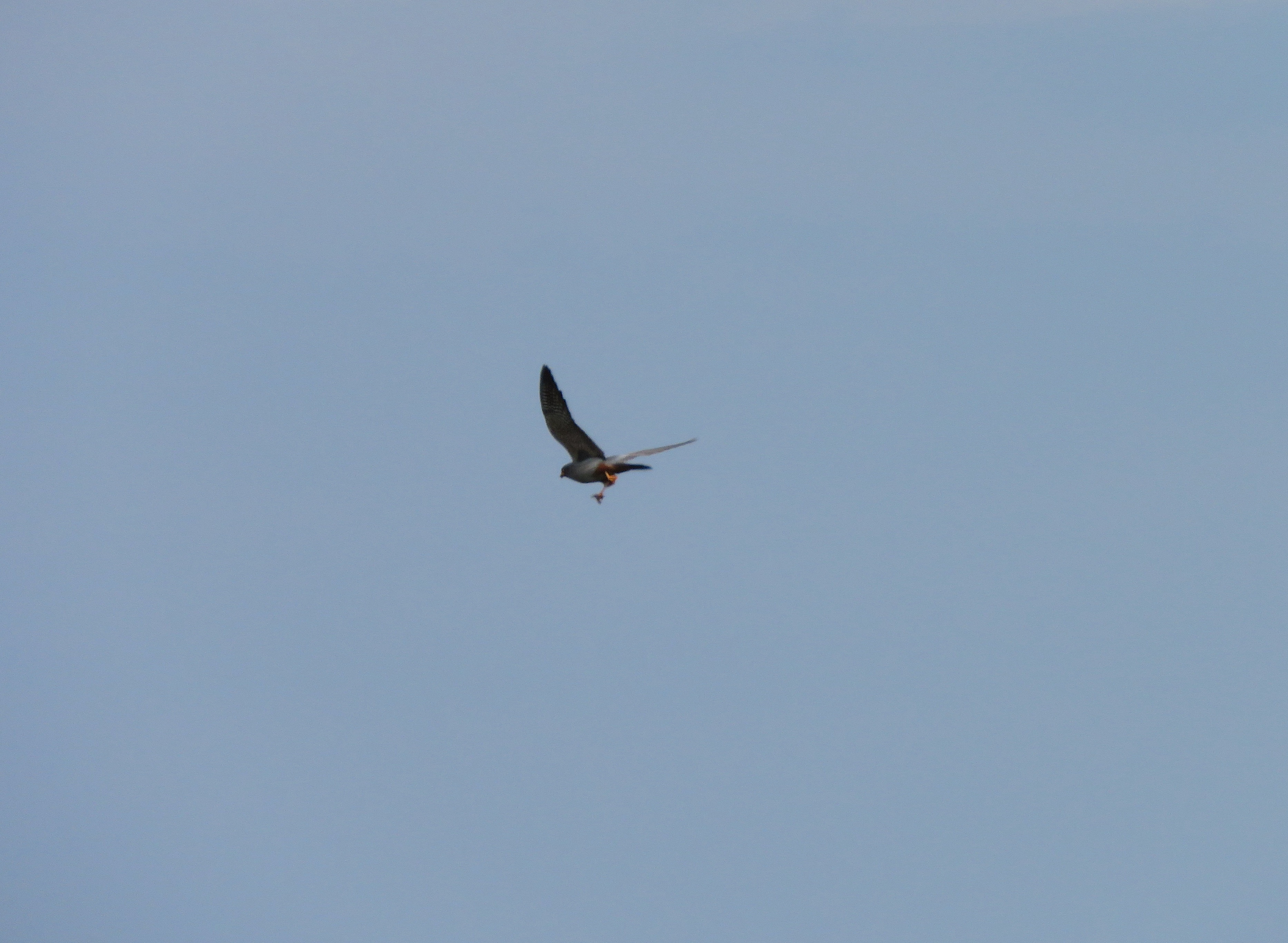 Red footed Falcon Middle Park 18May2019 Tim Jones pic2