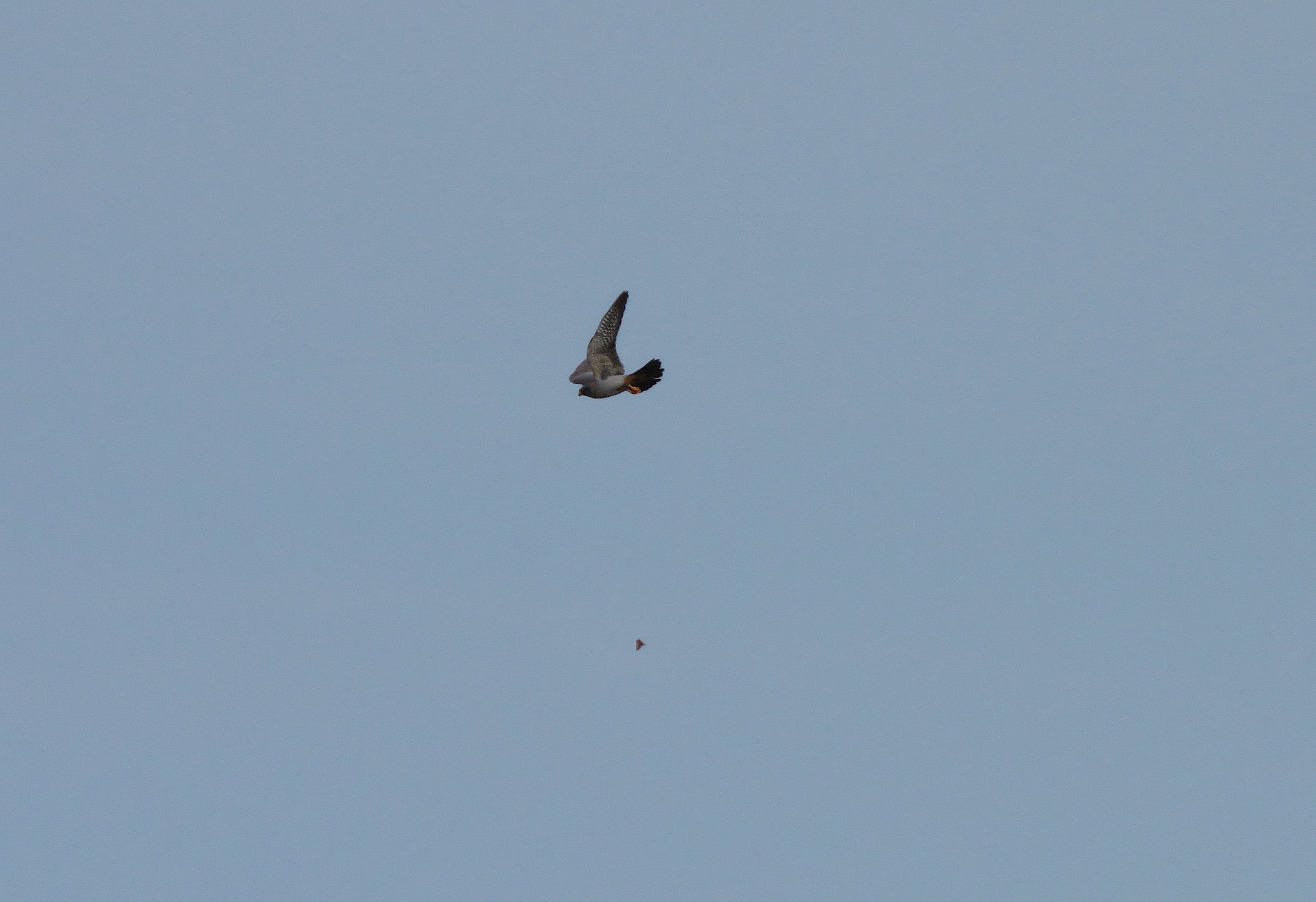 Red footed Falcon Middle Park 18May2019 Tim Jones pic3