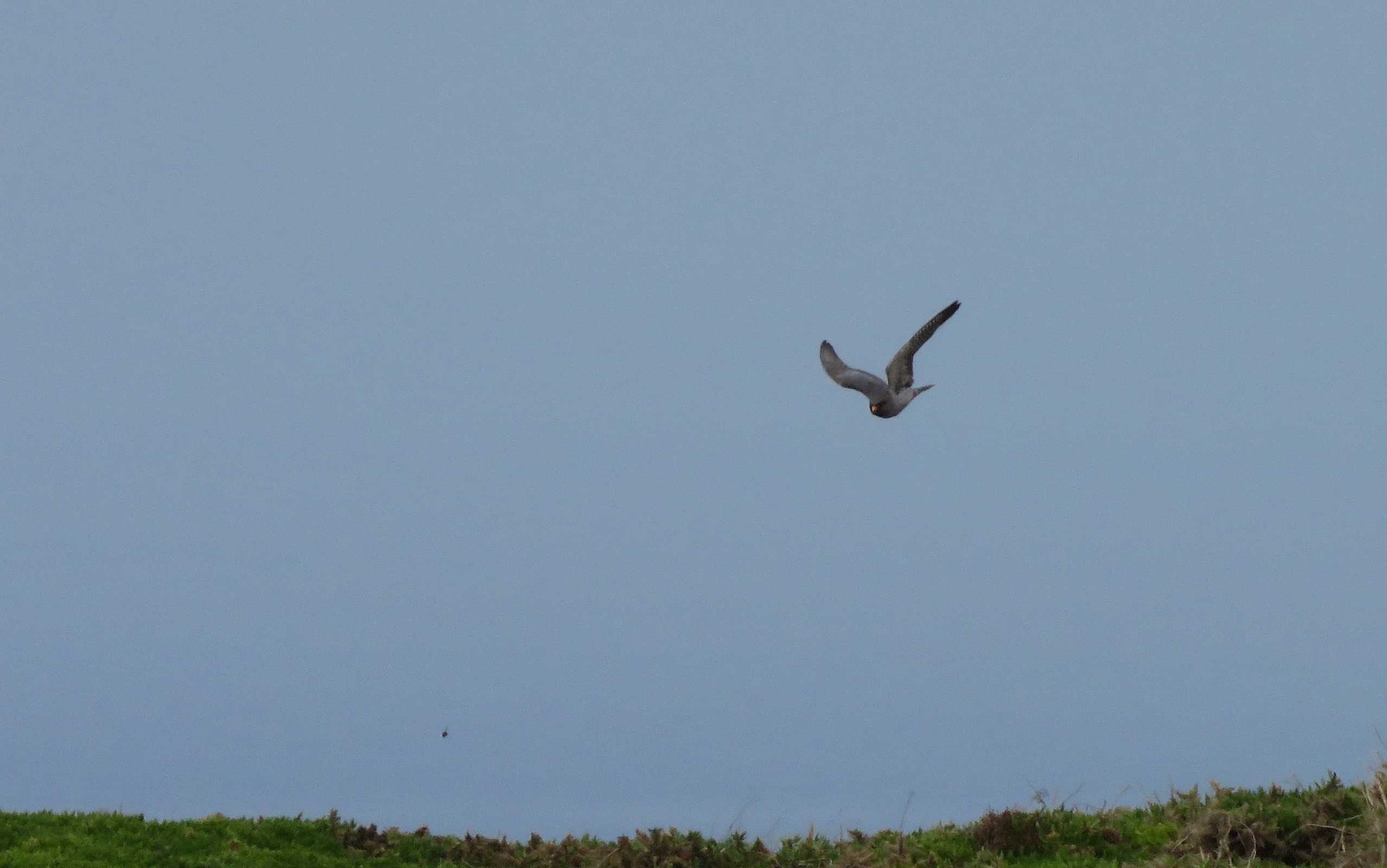 Red footed Falcon Middle Park 18May2019 Tim Jones pic4