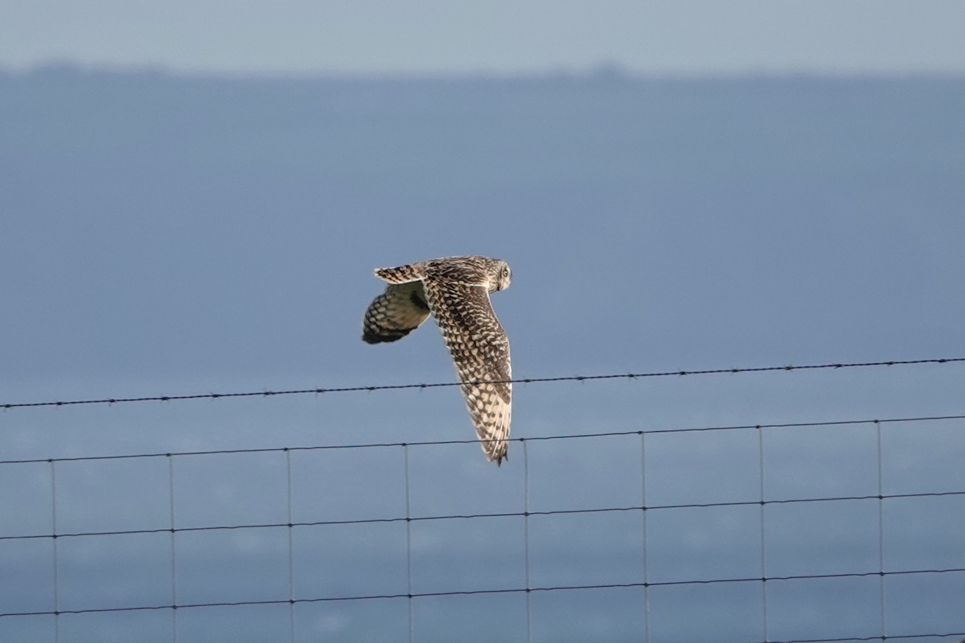 Short-eared Owl in flight, southern edge of Tent Field, 14 Oct 2023 © Tim Jones