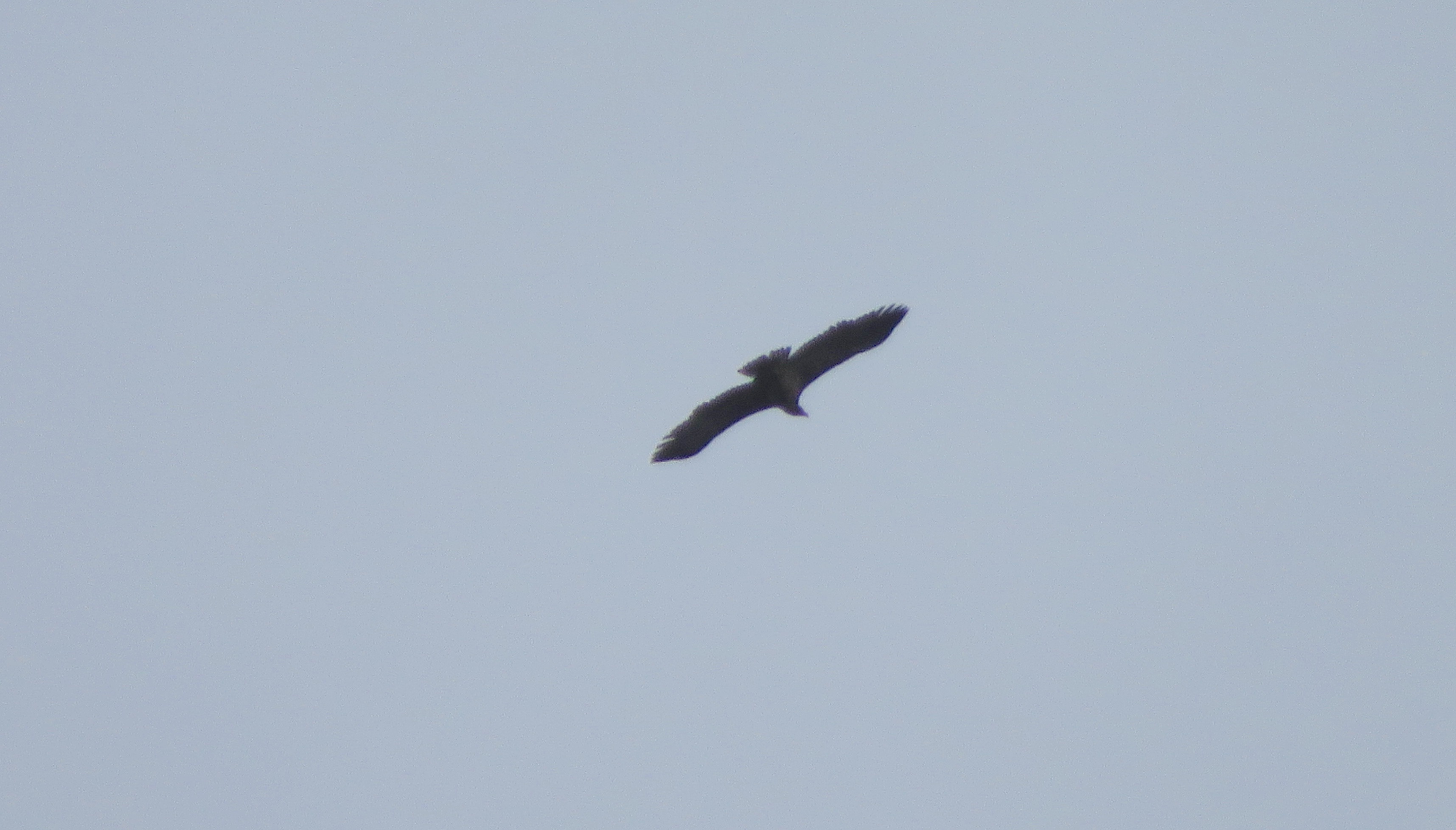 White tailed Eagle off East Side from Quarries 16Oct2020 Tim Jones