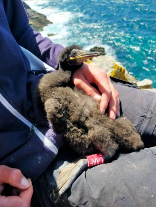 2026 07 01 Shag chick Nick Scott