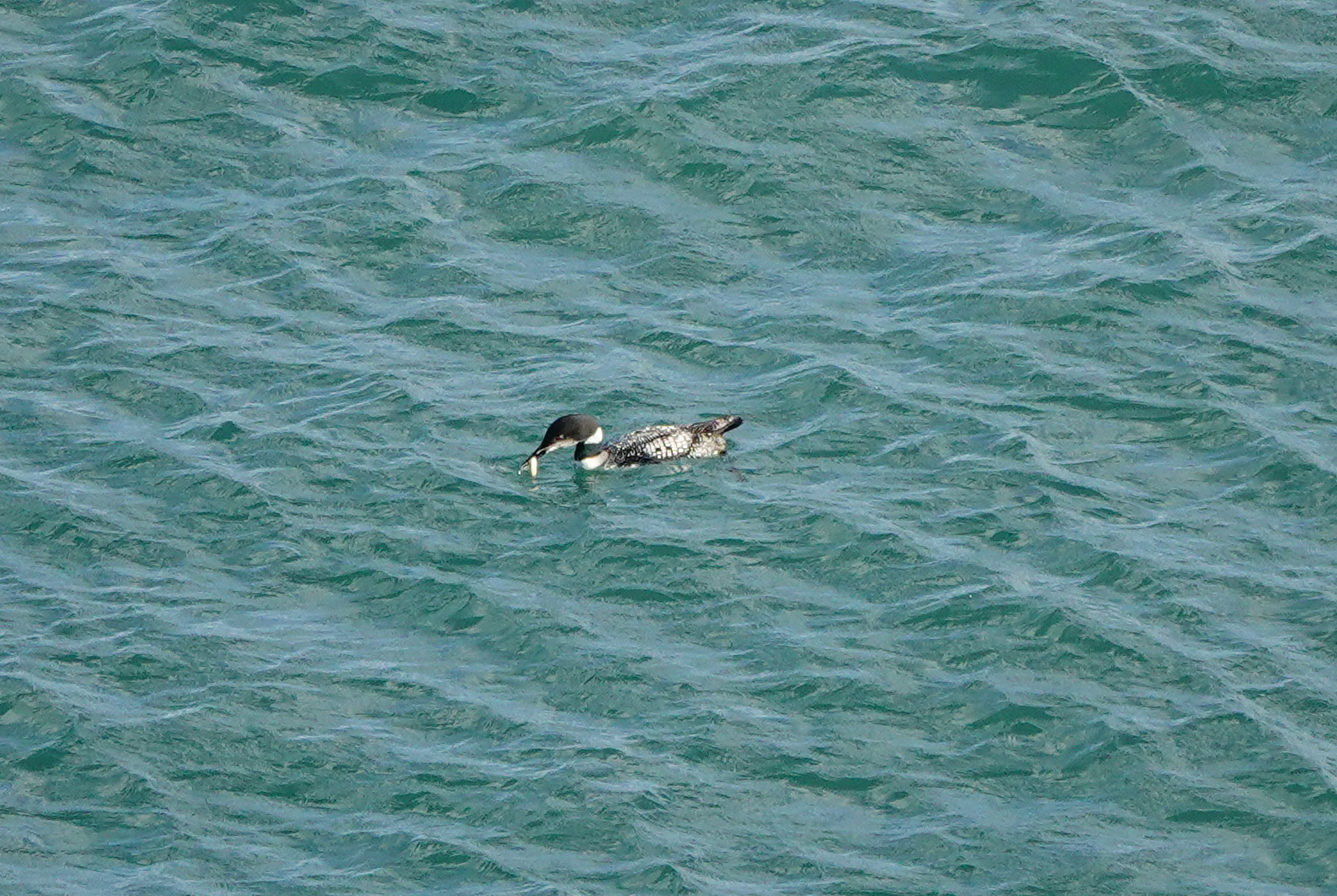 2023-10-28_Great_Northern_Diver_A_Croudace.jpg